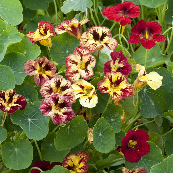 Hovedbilde Tropaeolum minus Bloody Mary. Blomkarse -Frø-