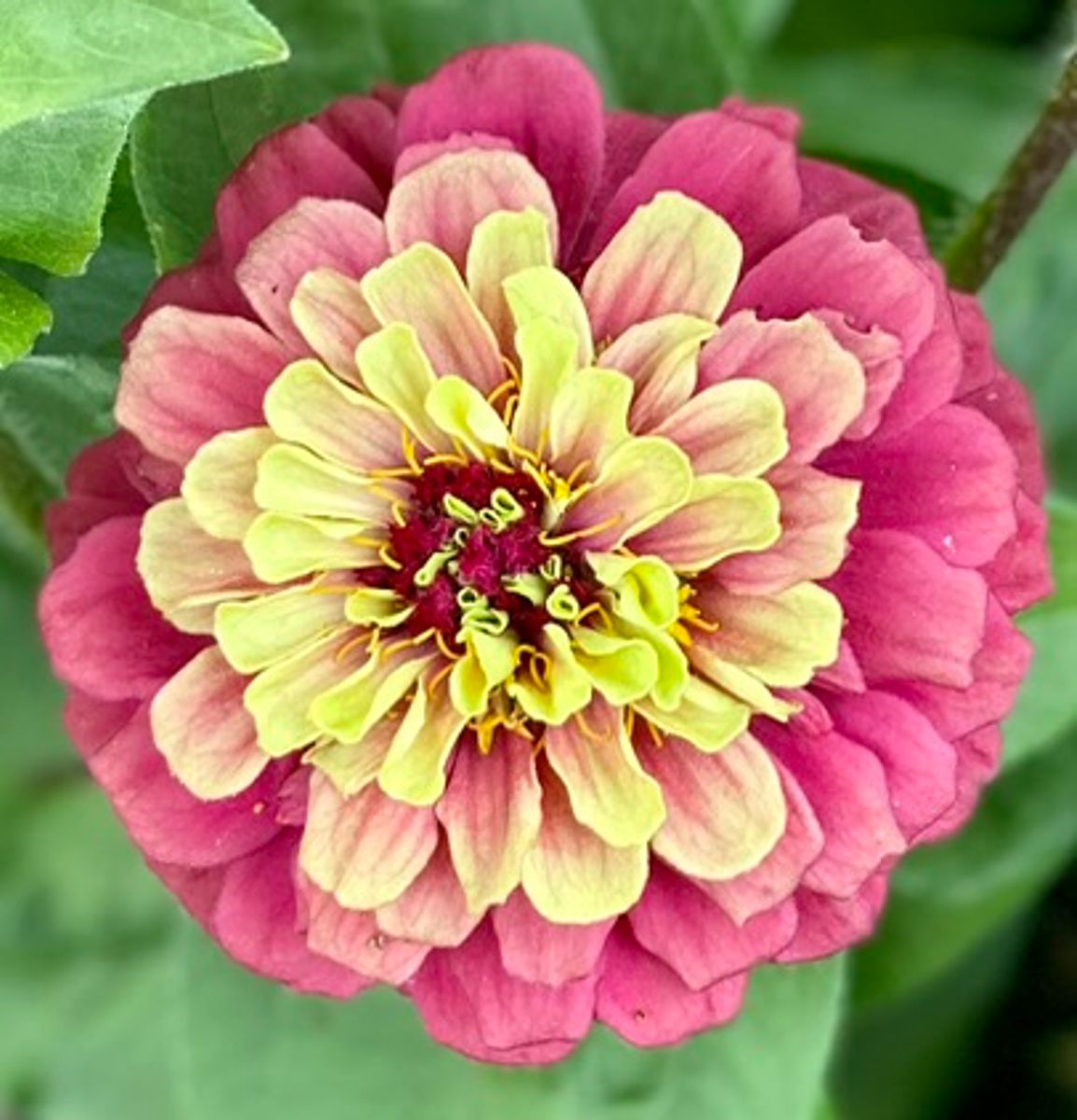Zinnia elegans Queen Red Lime -Frø -