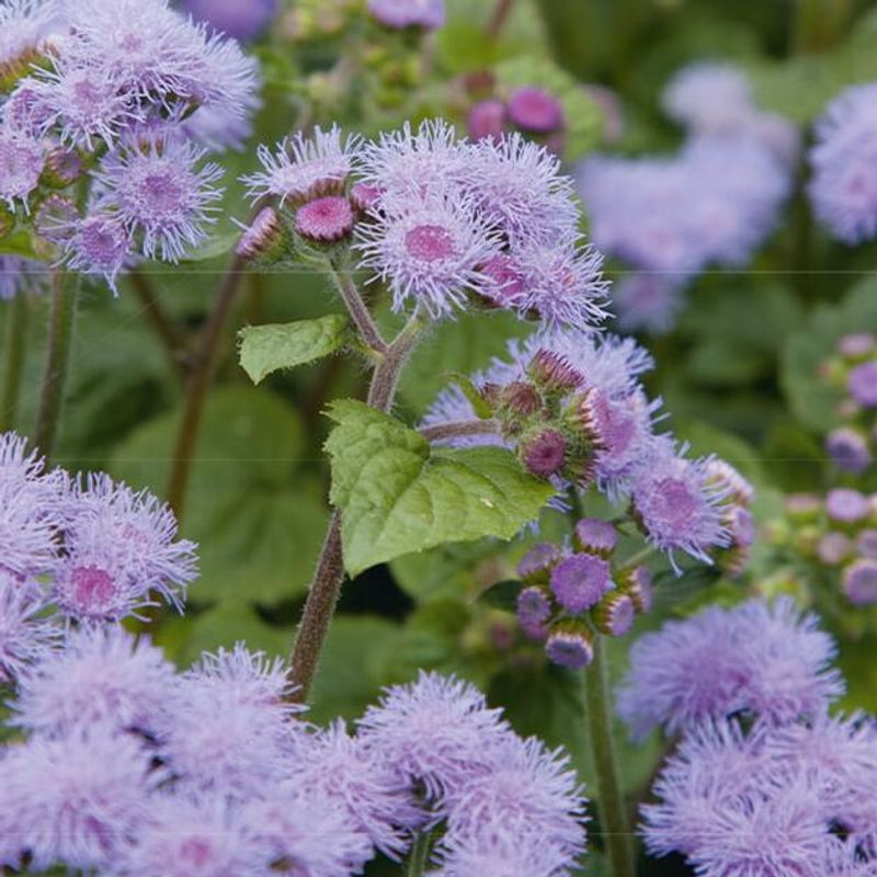 Ageratum  Blue Mink -Frø- Blåkorg