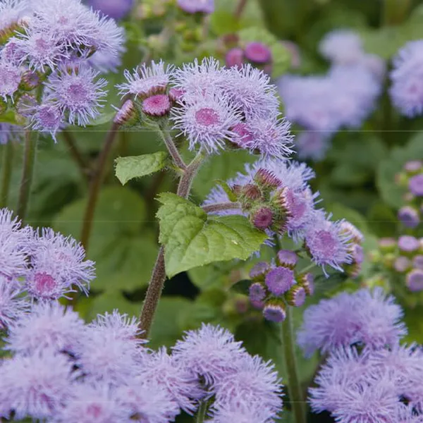 Hovedbilde Ageratum  Blue Mink -Frø- Blåkorg