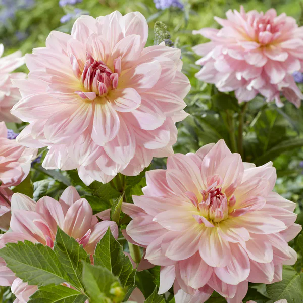 Hovedbilde Dahlia Fairway Pilot - 1 knoll