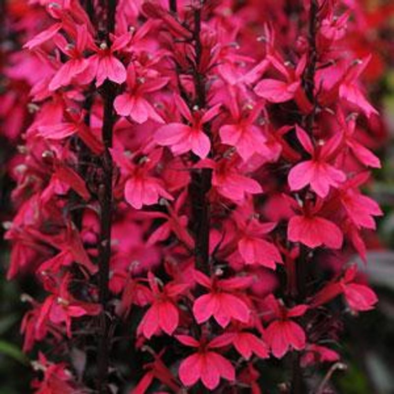 Lobelia speciosa Starship Rose - Frø -