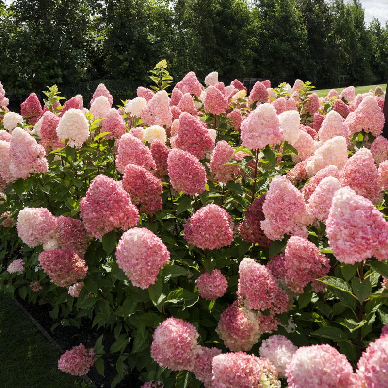 Hydrangea paniculata Living Pink & Rose. Syrinhortensia  1 plante i 9 cm potte
