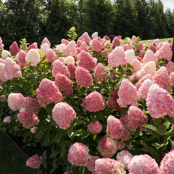 Hovedbilde Hydrangea paniculata Living Pink & Rose. ...