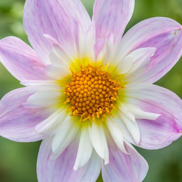 Hovedbilde Dahlia Teesbrook Audrey - 1 knoll 