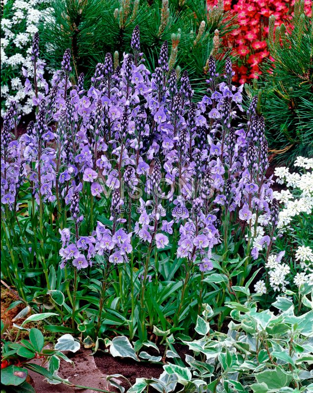Veronica gentianoides Little Blues -Frø-