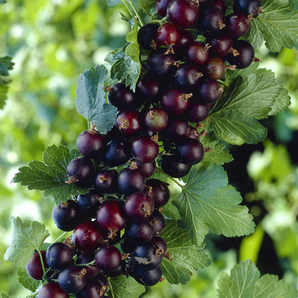 Hovedbilde  Jostabær Ribes Jostabes - 1 plante i 2 l potte