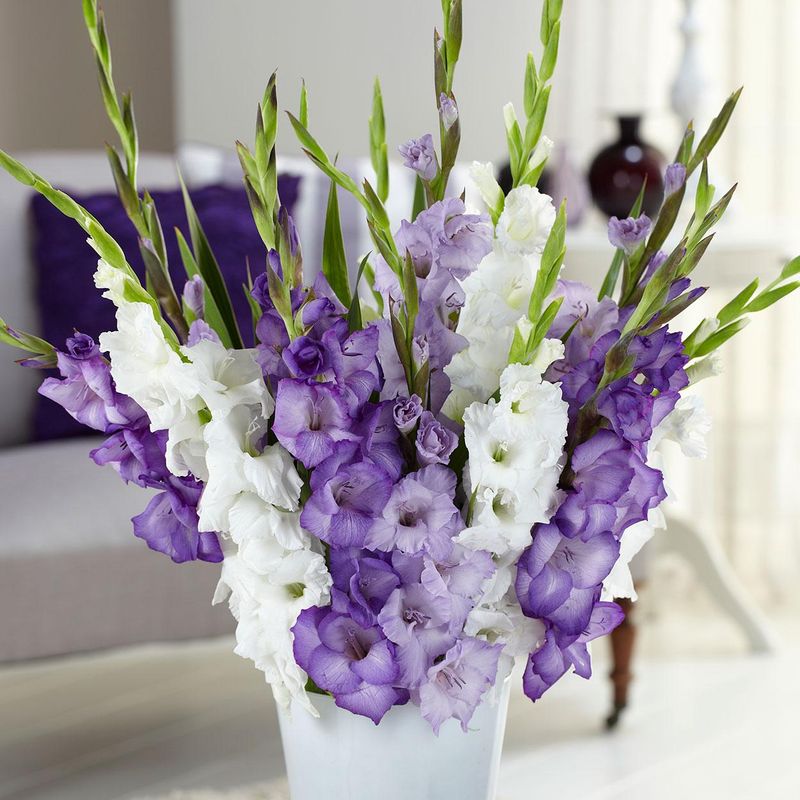 Gladiolus i hvitt og ulike nyanser av lilla - 15 knoller