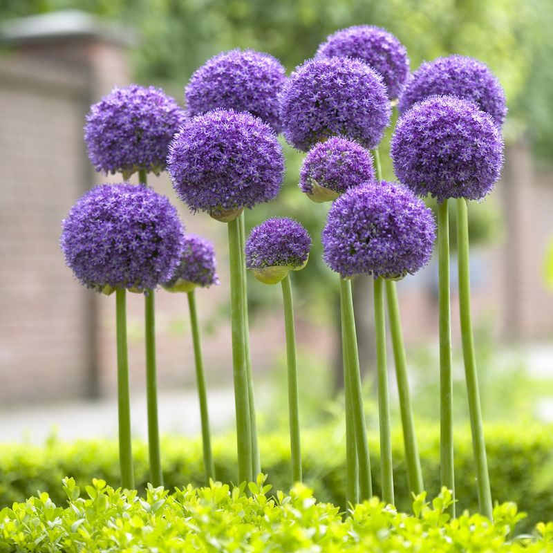 Allium Gladiator - 3 løk