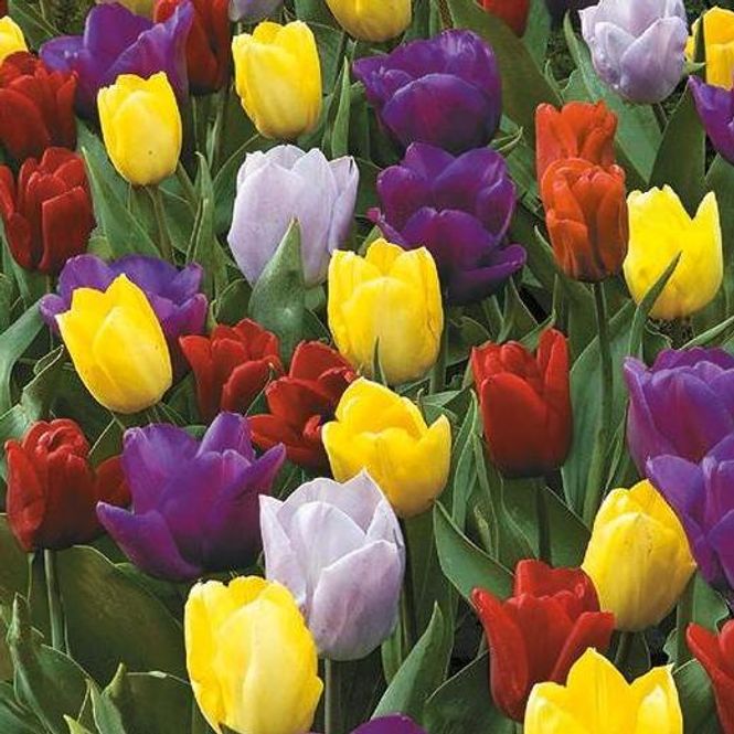 Hovedbilde Sweet Tutti Frutti. Tulipaner i blanding  - 10 ...