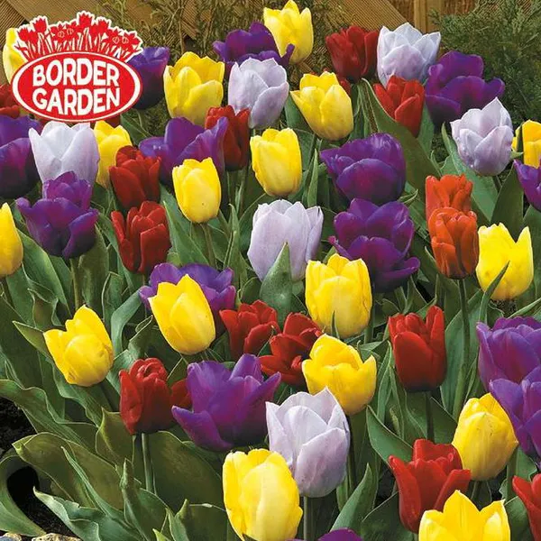 Hovedbilde Sweet Tutti Frutti. Tulipaner i blanding  - 10 ...