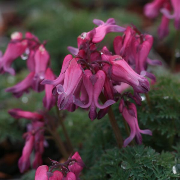 Hovedbilde Dicentra Candy Hearts. Løytnantshjerte  1 rot
