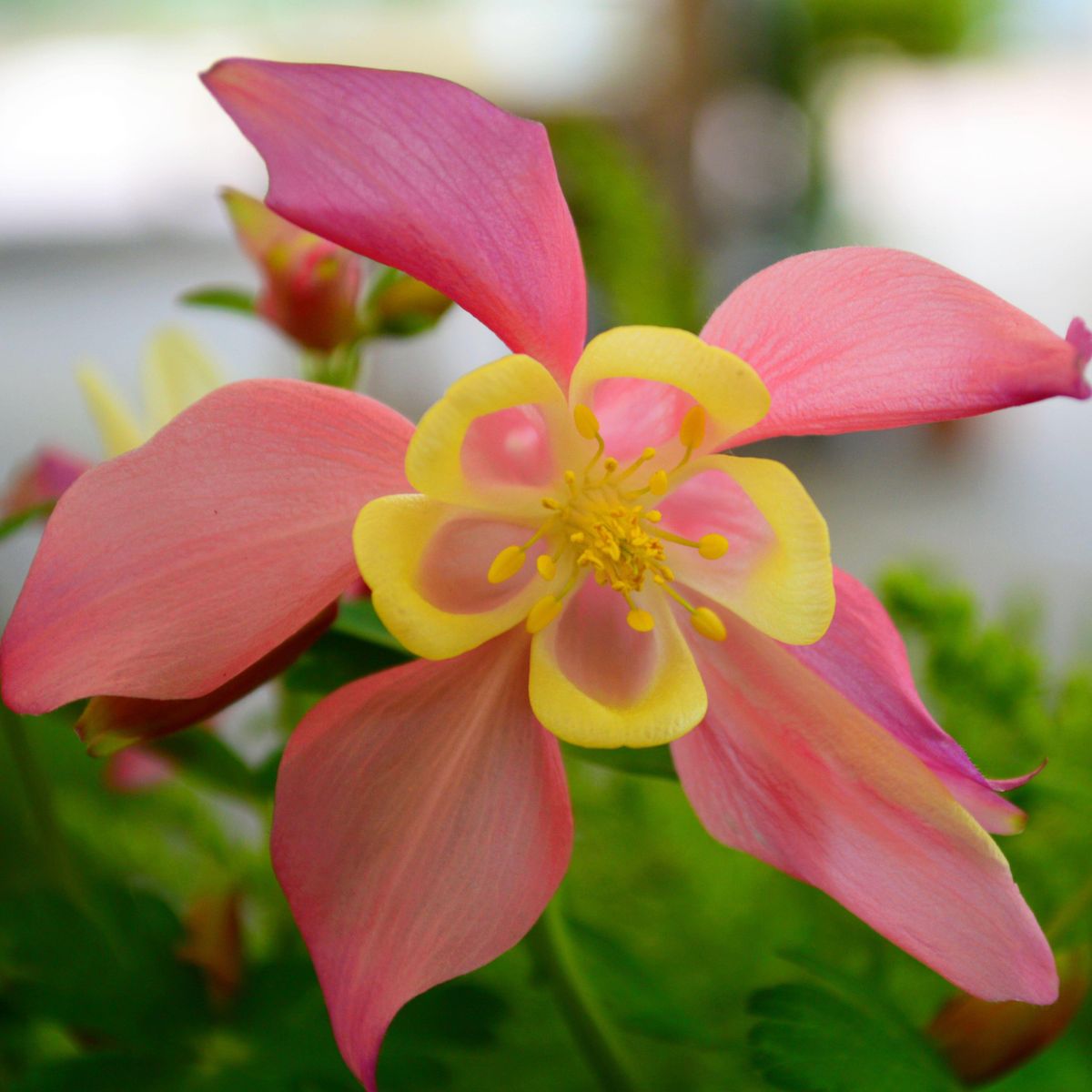 Aquilegia Mrs. Scott Elliott mix -Frø- Akeleie