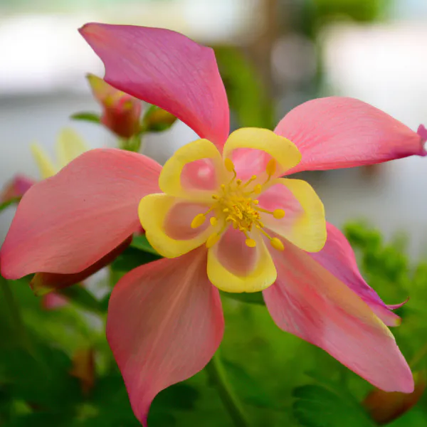 Hovedbilde Aquilegia Mrs. Scott Elliott mix -Frø- Akeleie