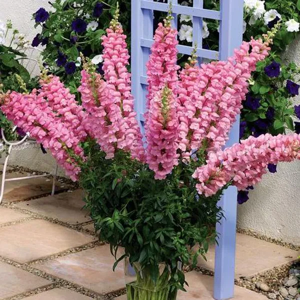 Hovedbilde Antirrhinum overture ii pink. Løvemunn - Frø -