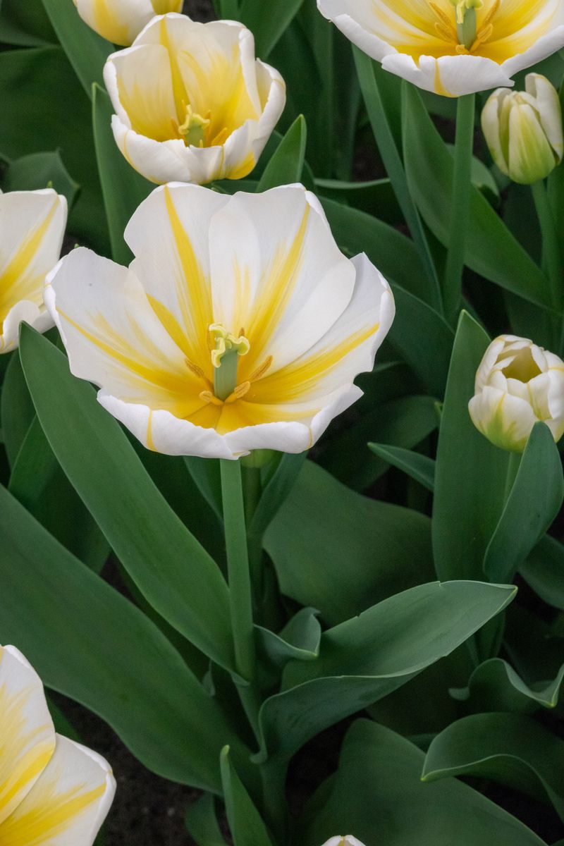 Tulipan Angels Flame - 6 løk