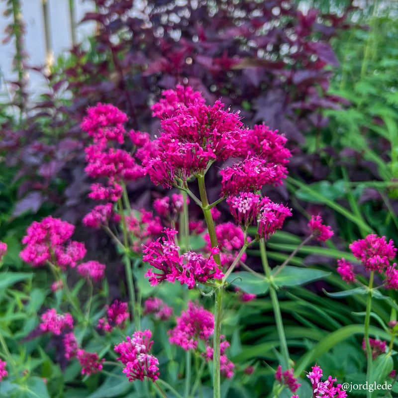 Centranthus coccineus Red Valerian. Rød sporeblom - Frø -