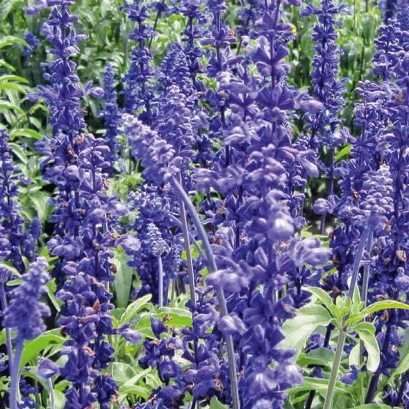 Salvia faninacea Victoria -Frø- Ullsalvie