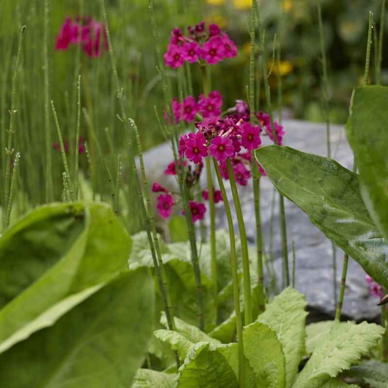 Primula japonica Millers Crimson -Frø-