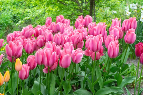 Hovedbilde Tulipan Big Love - 6 løk
