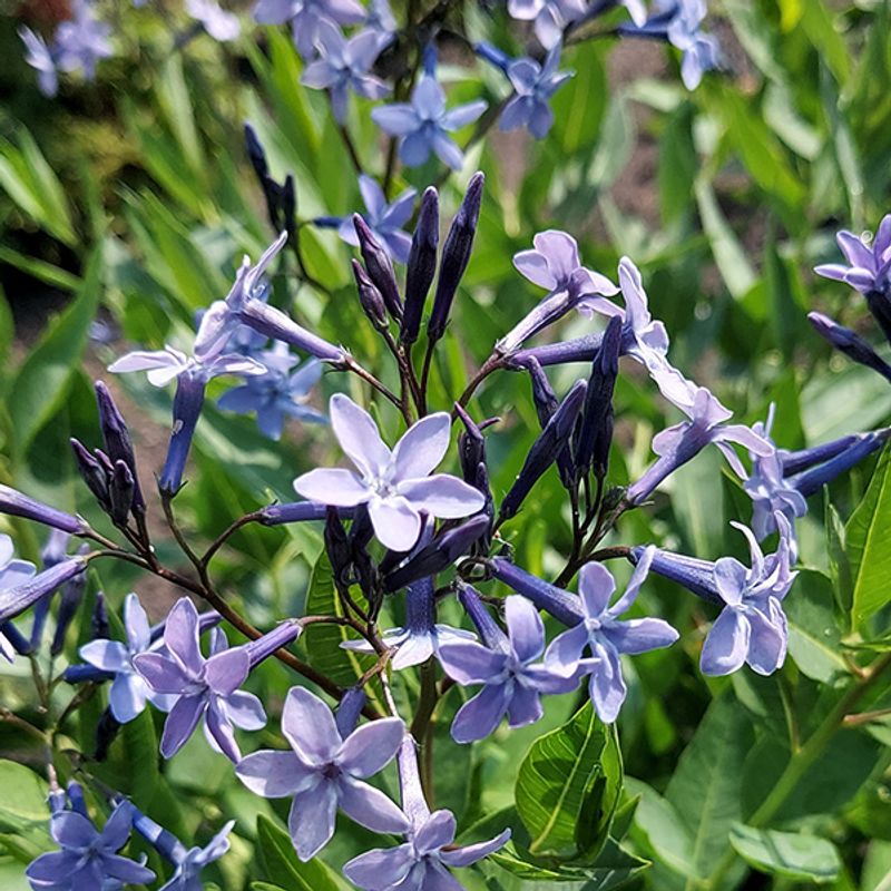 Amsonia Blue Ice - 1 rot