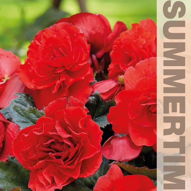 Hovedbilde Begonia Storblomstret Dobbel rød - 3 knoller