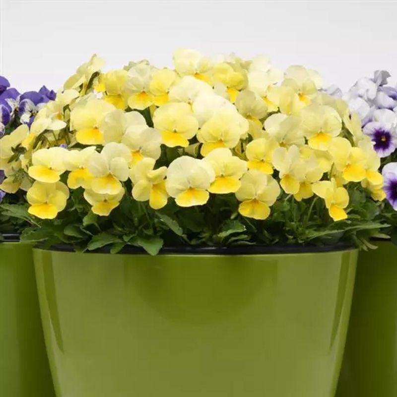 Viola cornuta Sorbet Lemon Chiffon. Stemor - Frø -