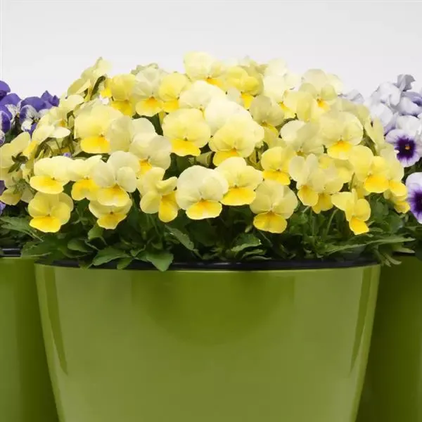 Hovedbilde Viola cornuta Sorbet Lemon Chiffon. Stemor - Frø ...
