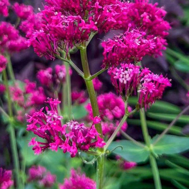 Hovedbilde Centranthus coccineus Red Valerian. Rød sporeblom ...