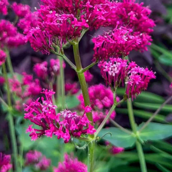Hovedbilde Centranthus coccineus Red Valerian. Rød sporeblom ...