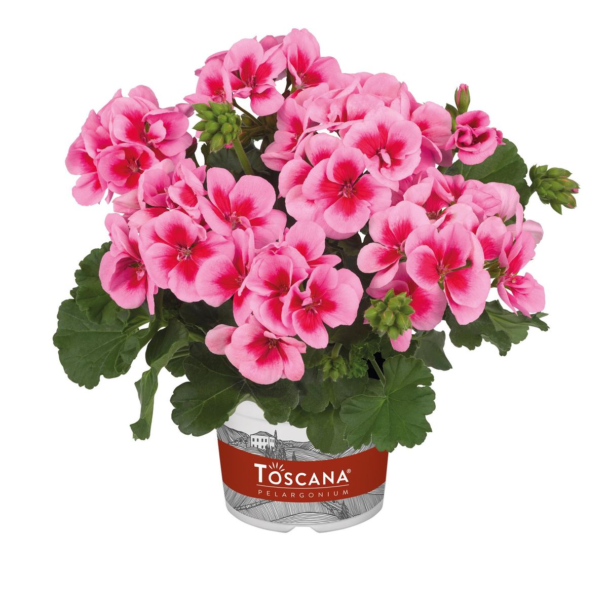 Pelargonium zonale Pink Splash. 1 plante i 10,5 cm potte