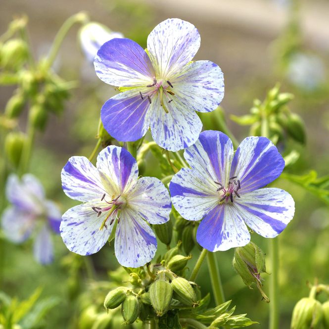 Hovedbilde Geranium pratense Delft Blue. Storkenebb - 1 rot 