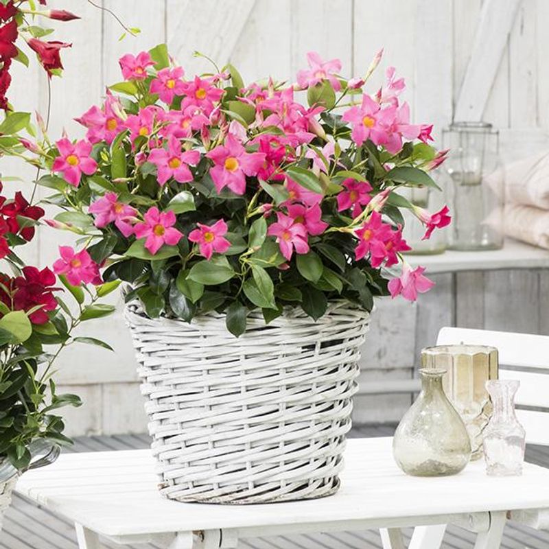 Dipladenia, Ynde. Rosa. 1 plante i 10,5 cm potte.