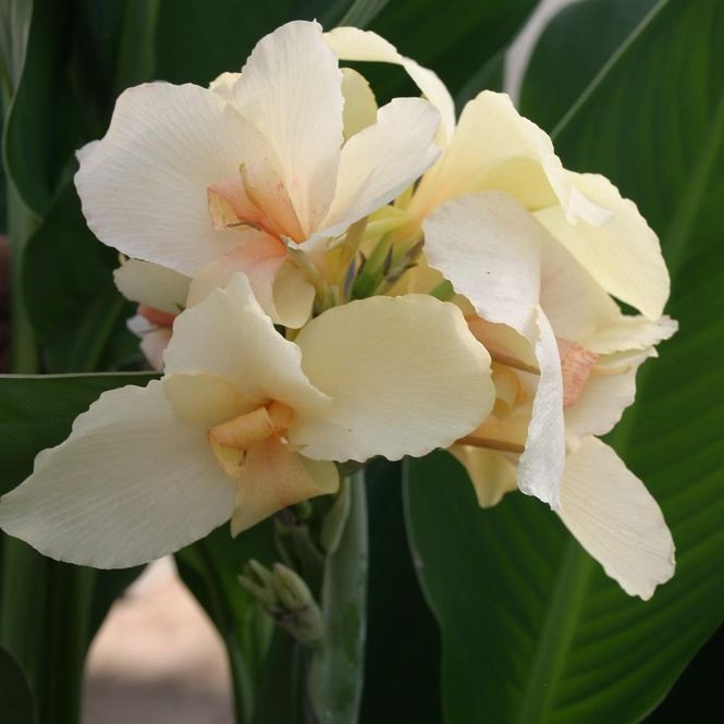Hovedbilde Canna Ambassadour. 1 rot