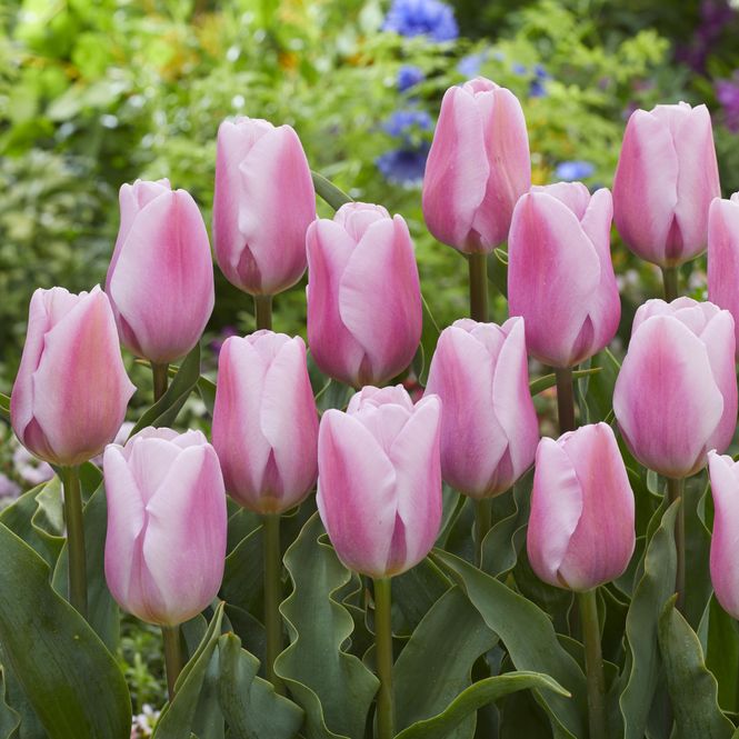 Hovedbilde Tulipan Synaeda Amor - 7 løk