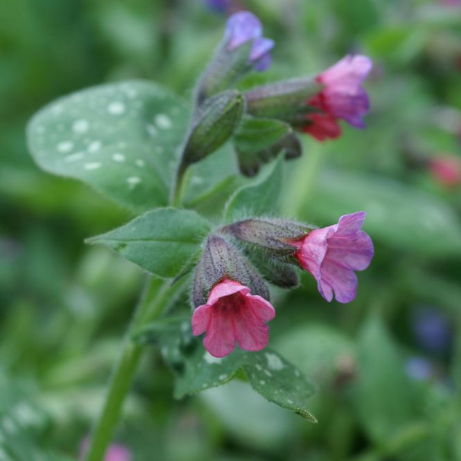 Hovedbilde Pulmonaria Mrs Moon. Lungeurt  1 rot