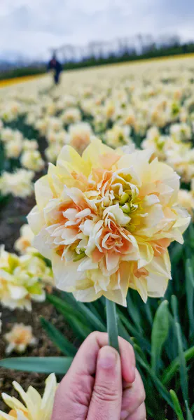 Hovedbilde Påskelilje Pom Pom Rose - 3 løk