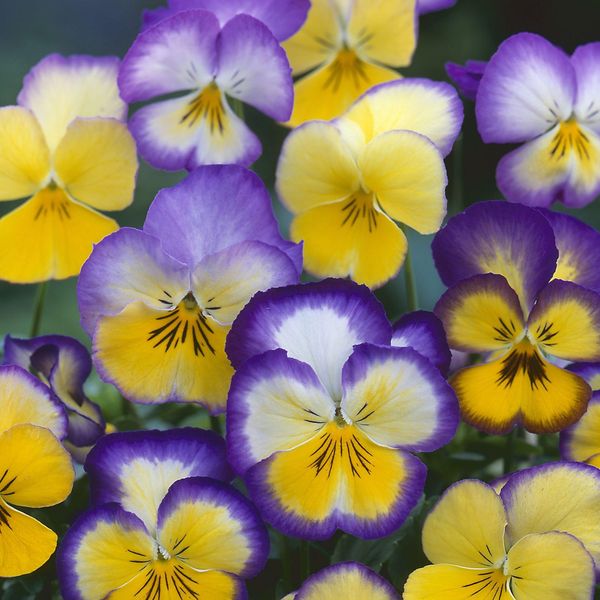 Hovedbilde Viola wittrockiana Floral Days Cool Summer ...