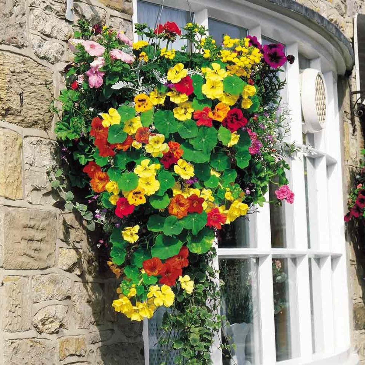 Tropaeolum minus Whirlybird Formula Mix. Blomkarse - Frø -