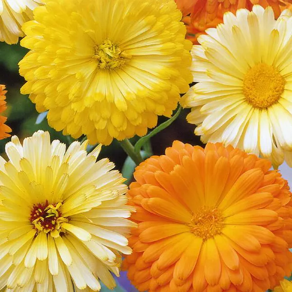 Hovedbilde Calendula officinalis Pacific Beauty Mix. ...