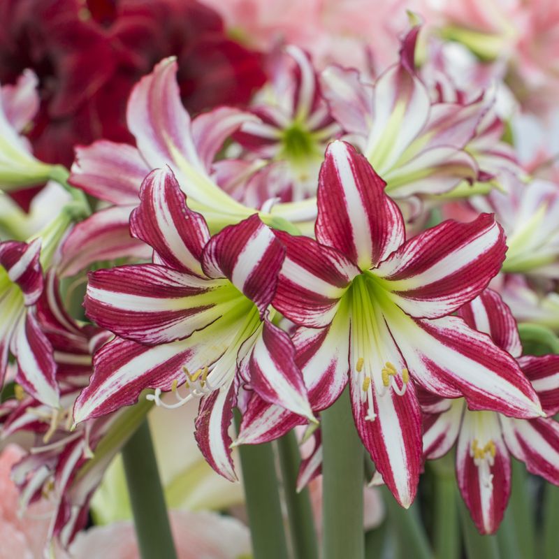 Amaryllis Santiago - 1 blomsterløk