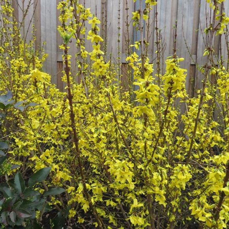 Forsythia i. Goldzauber. Gullbusk - 1 plante i 9 cm potte