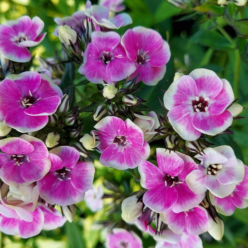 Phlox paniculata Orchid Yellow. Høstfloks. 1 rot