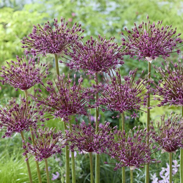 Hovedbilde Allium Toabago - 8 løk