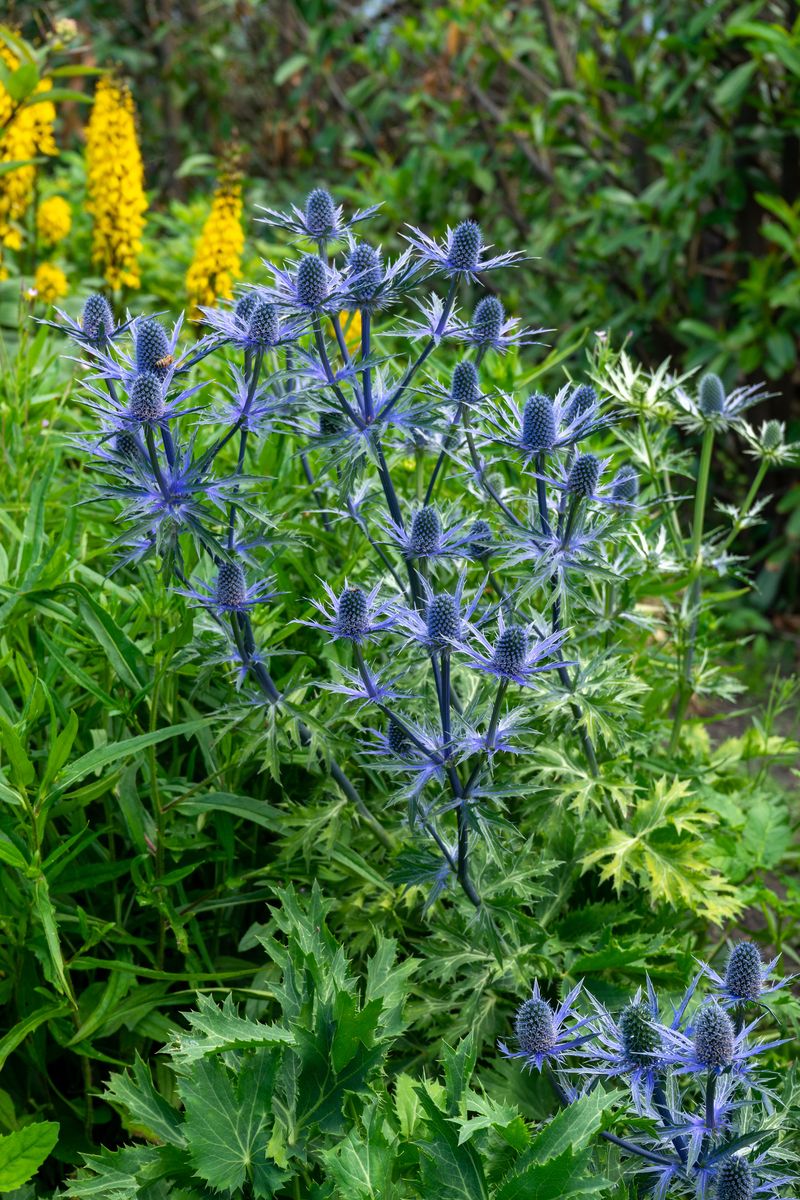 Eryngium olivierianum Big Blue. Hagestikle - 1 rot