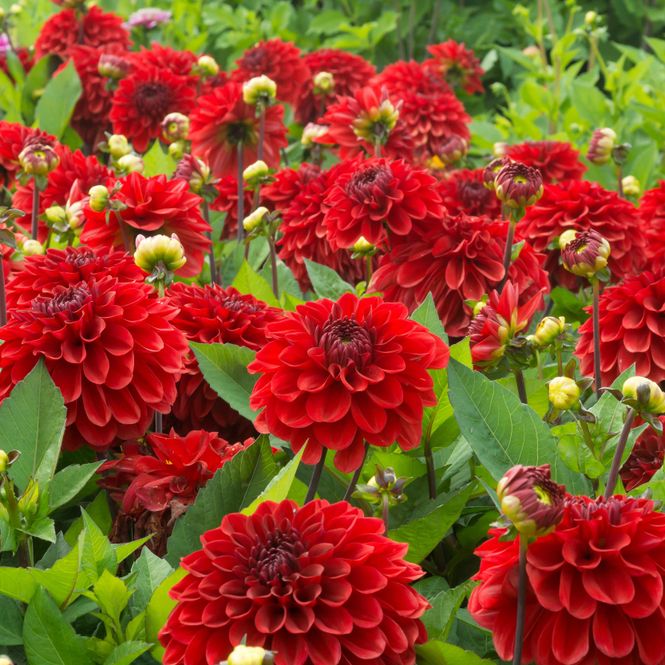 Hovedbilde Dahlia Go Go Red - 1 knoll
