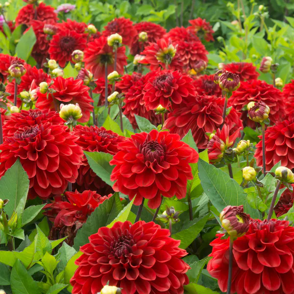 Hovedbilde Dahlia Go Go Red - 1 knoll