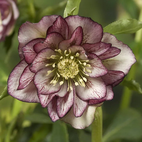 Hovedbilde Helleborus orientalis Double Ellen Picotee. ...