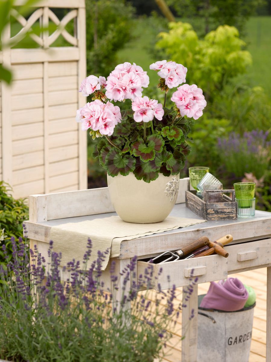 Pelargonium zonale Estelle. 1 plante i 10,5 cm potte