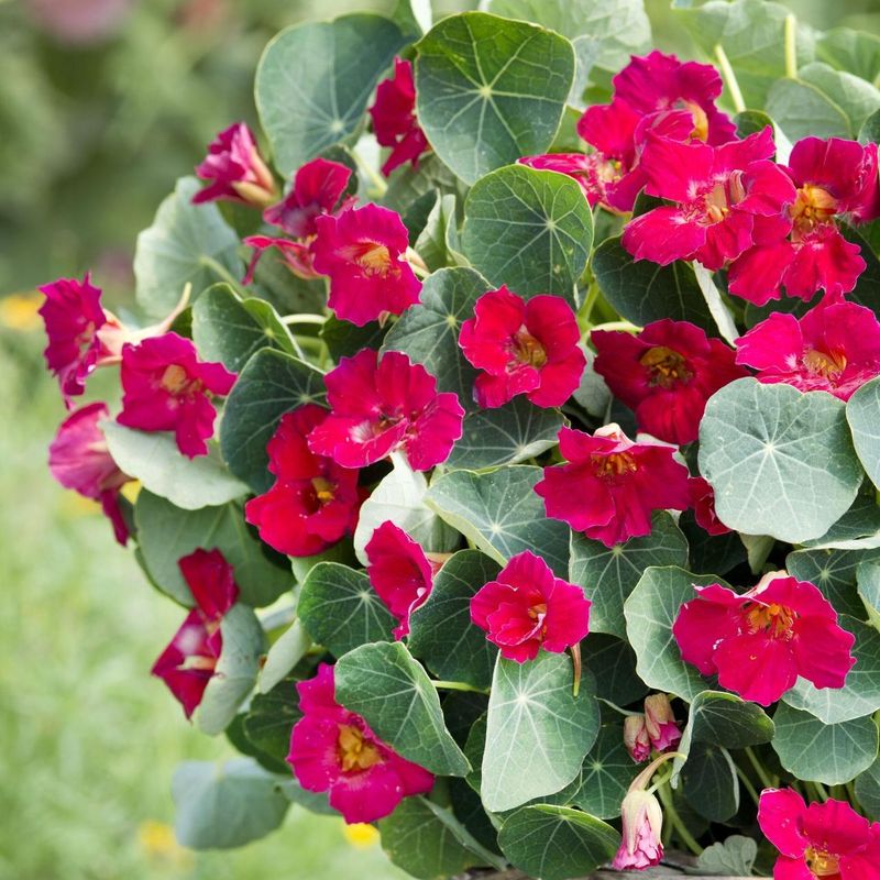 Tropaeolum minus Baby Rose. Blomkarse - Frø -